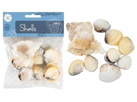Artistic Sea shells for Crafts - Boxful Events